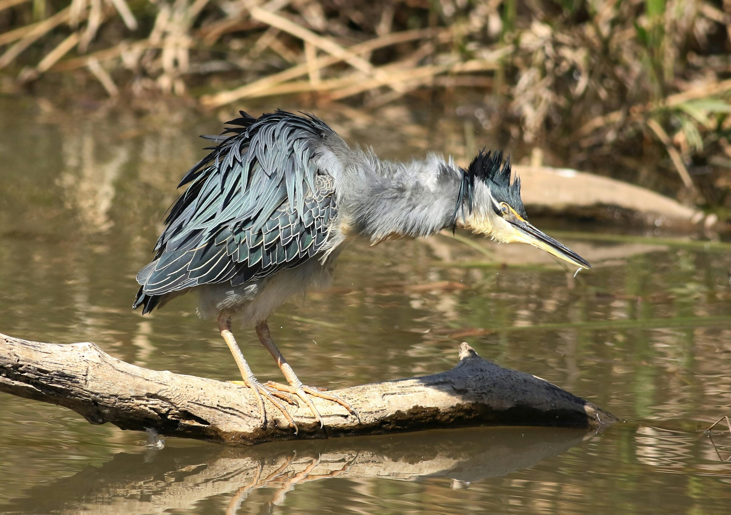 Naturgebiet De Wijers